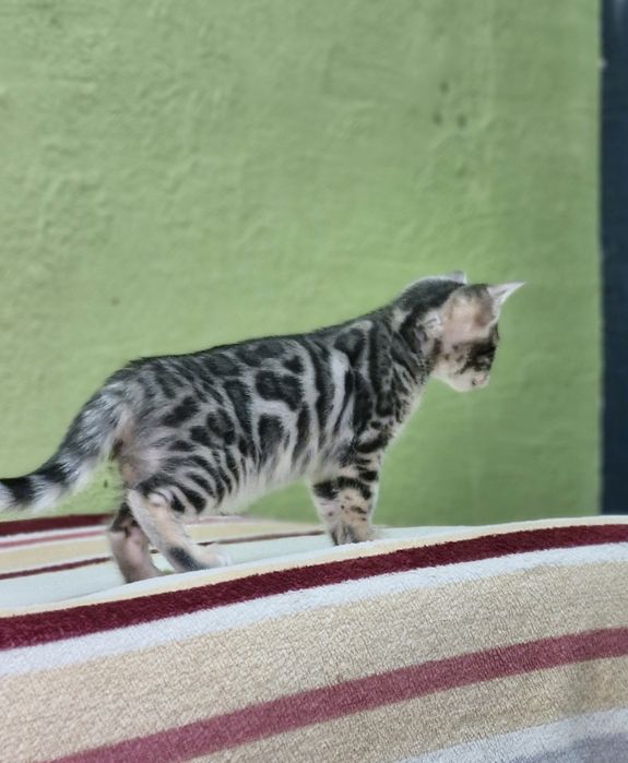 Бенгальская кошка