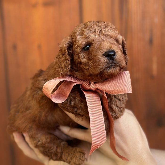 шикарний хлопчик у забарвленні RED BRAUN