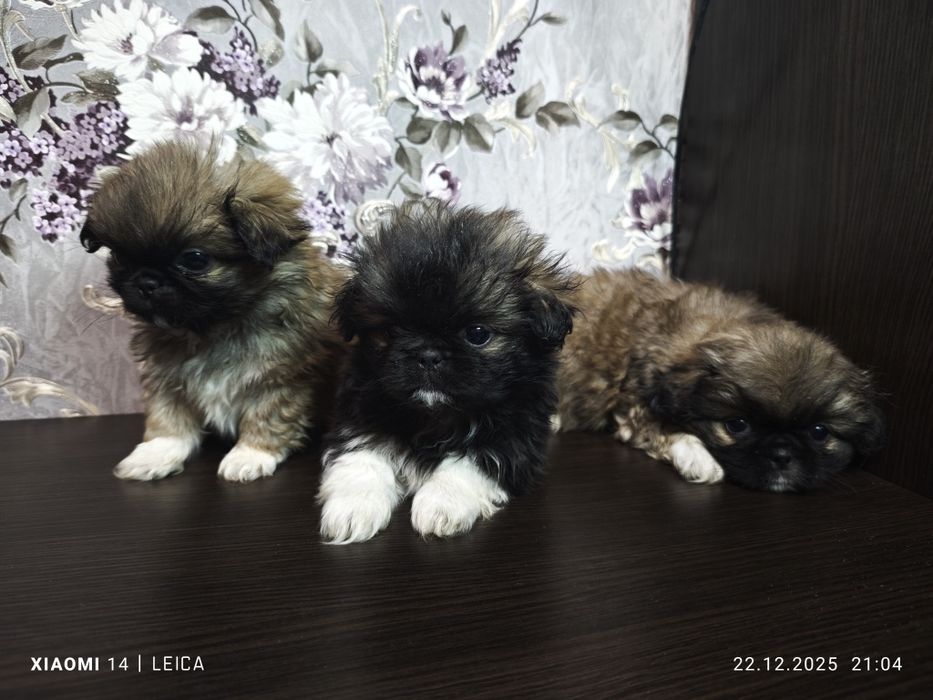 Продам Пікінесів