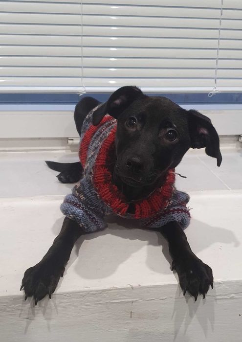 Ніка, цуценя-дівчинка шукає сім'ю