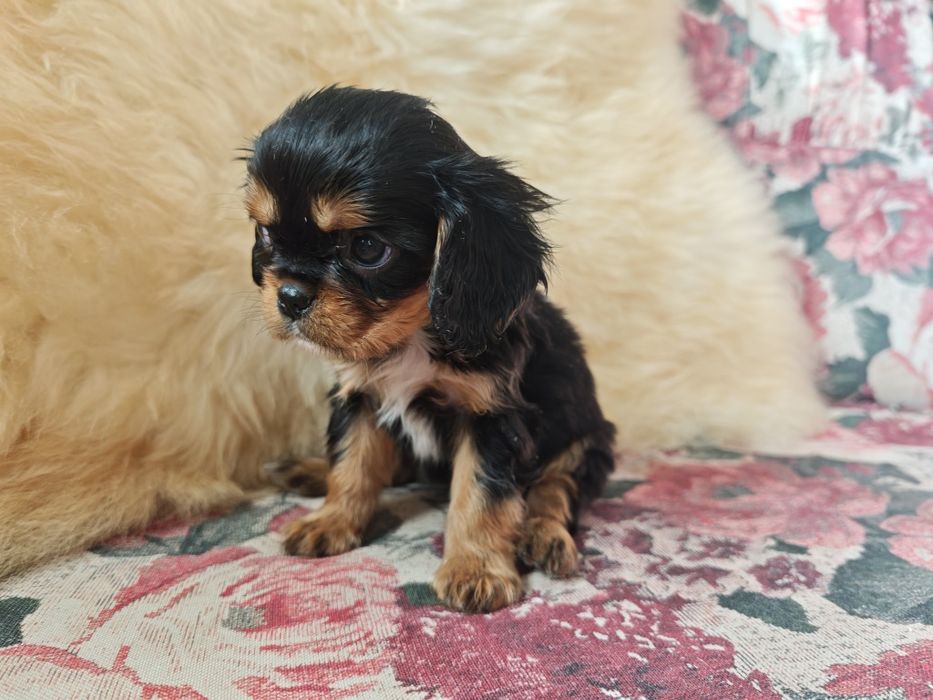 Cavalier King Charles Spaniel KOKOS