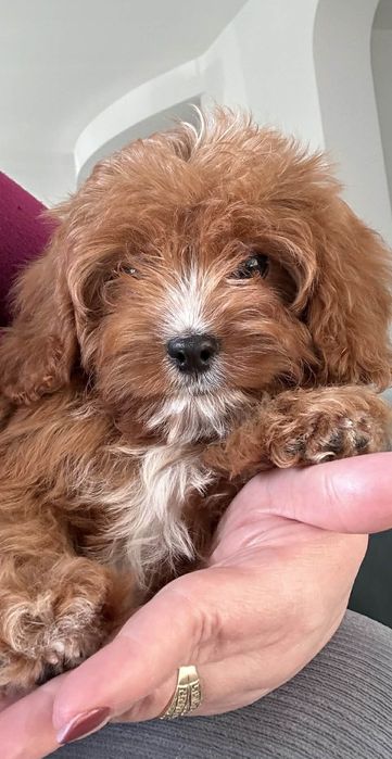 Cudowny chlopiec Cavapoo