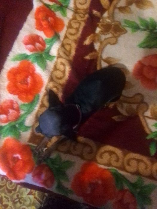 Хлопчик шукає дівчинку в'язка звати  масік