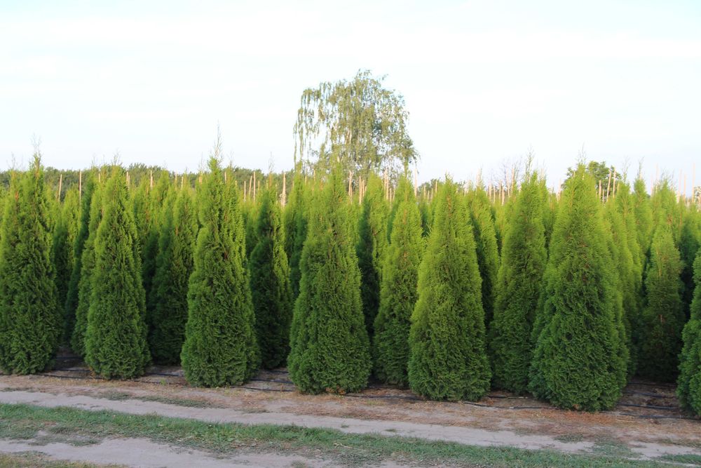 Tuja Szmaragd,Thuja Smaragd 220 - 250 cm SUPER JAKO, PRODUCENT Warszawa  Mokotw  OLX.pl