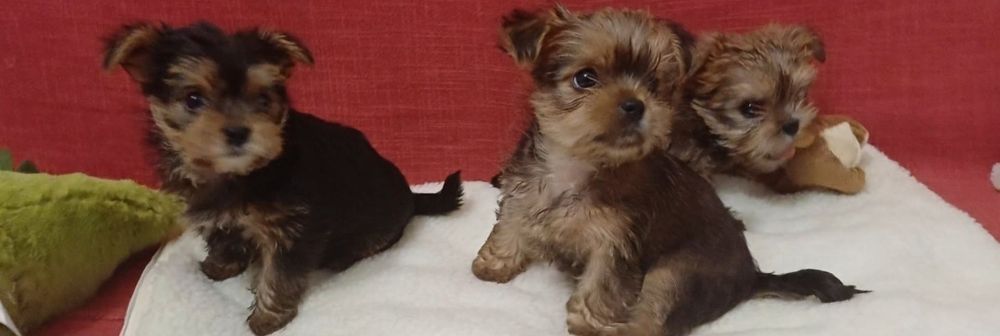 Срочно шикарные щенки йоркширский терьер