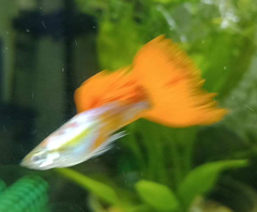 Gupiki Pawie Oko.ORANGE.Młode.
