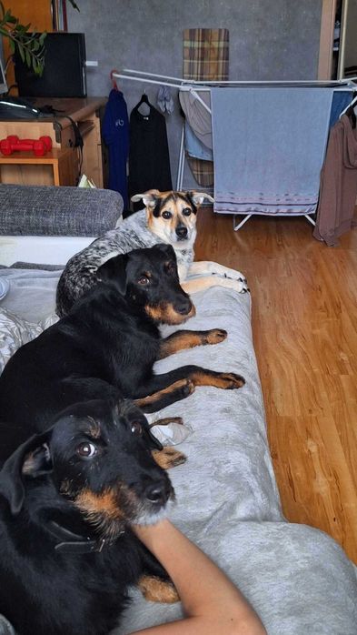 Nero w typie teriera niemieckiego szuka odpowiedzialnego opiekuna.