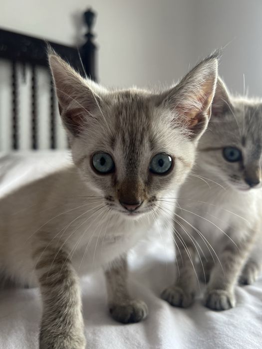 Duas gatinhas para adoção responsável