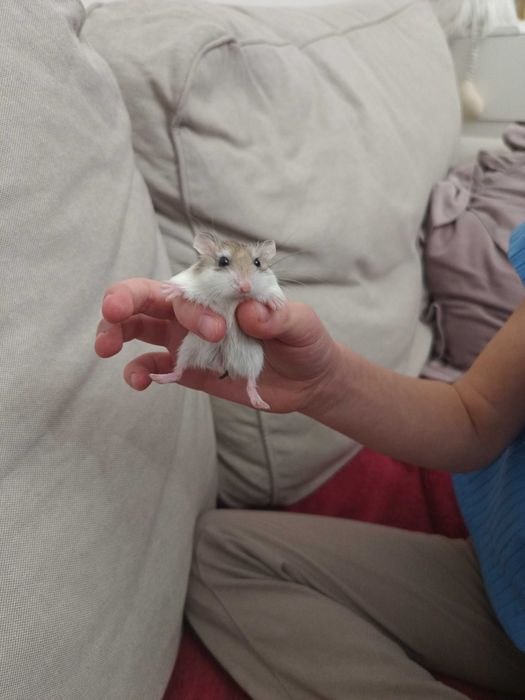 Oddam śliczne chomiki Roborowskiego