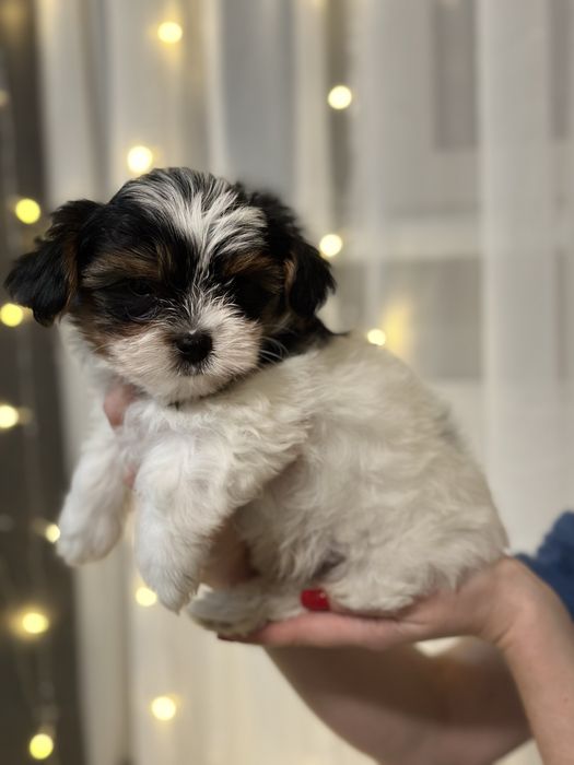 Цуценята бівер-йорк терʼєра — маленьке щастя у ваш дім