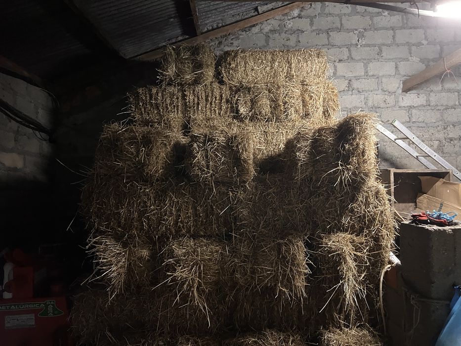 Vendo palha 2025