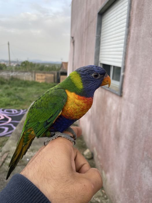 Loris criado a papa muito meigo