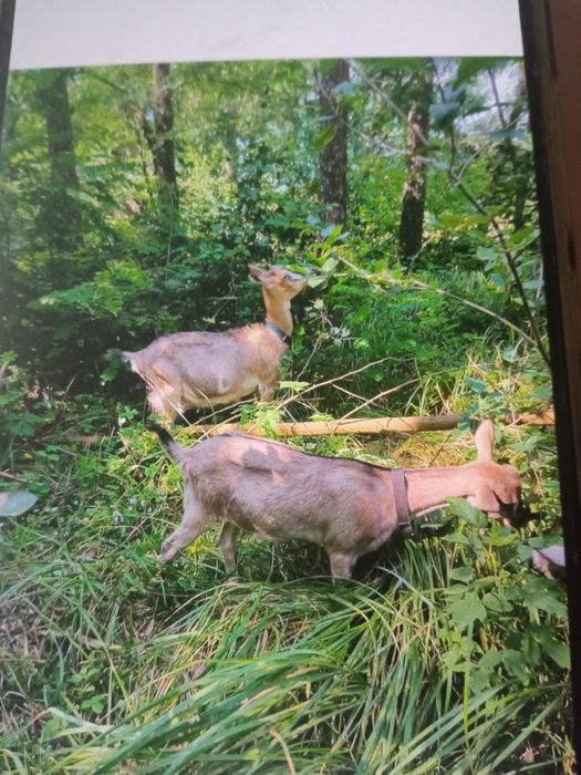 Альпiйска коза козочка дойна коза козел