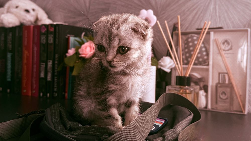 продам маленьких кошенят