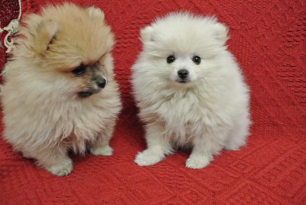 Pomeranian szpic miniaturowy