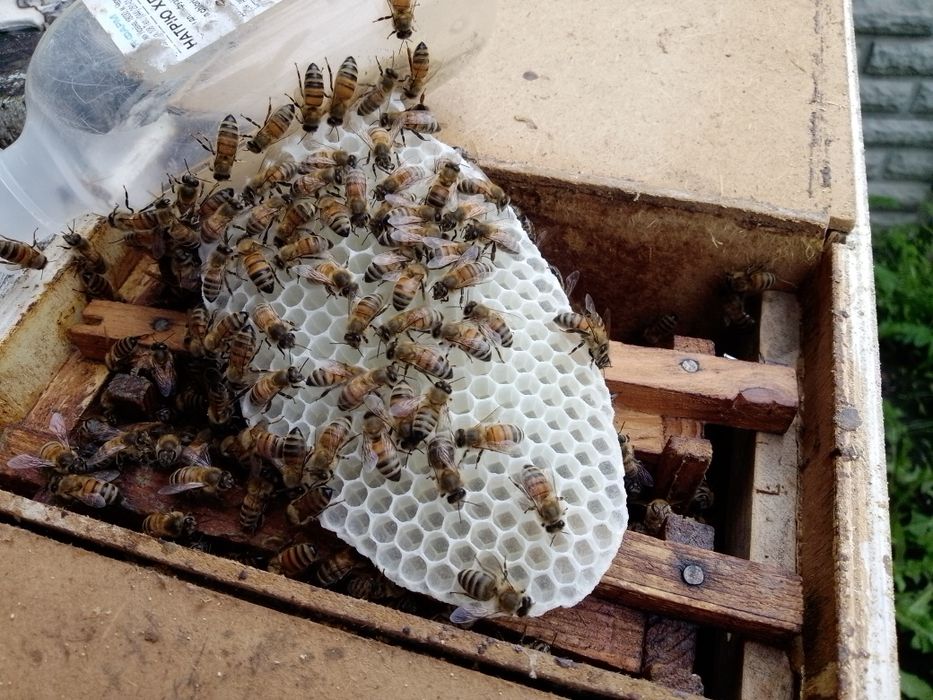 F1 бджоломатки,матки пчеломатки плідні італійки кордован