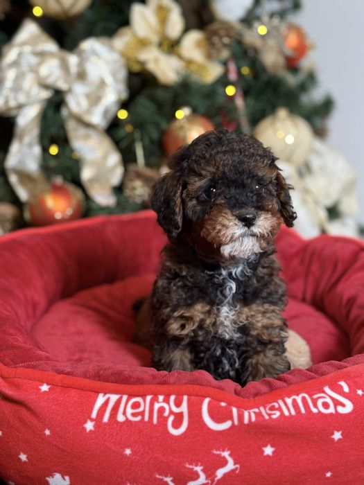 Cavapoo F1b dostępny piesek tricolor Tarnów • OLX.pl