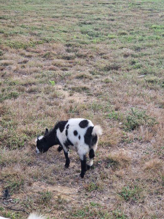 Vendo cabras anãs