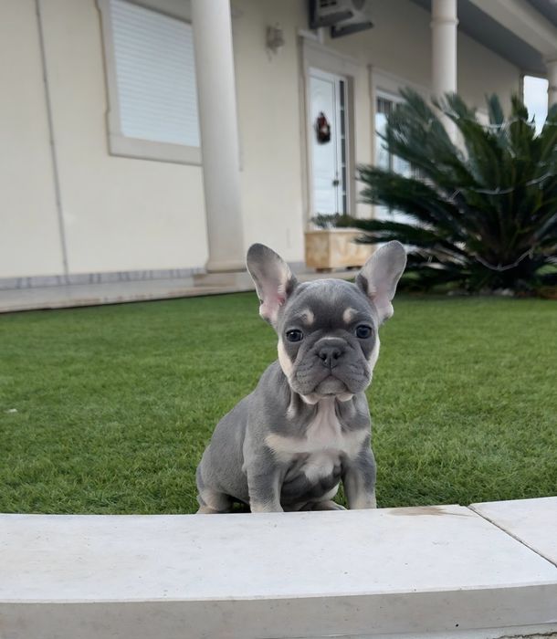 Bulldog francês  fêmea