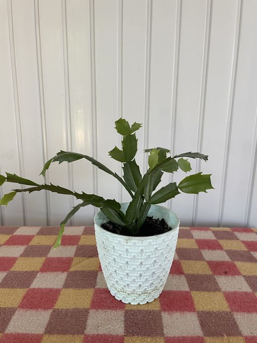 Продам вазони спатіфілум та різдвяник