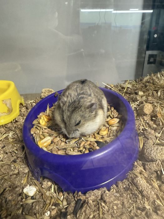 Хомяки хлопчики та дівчатка