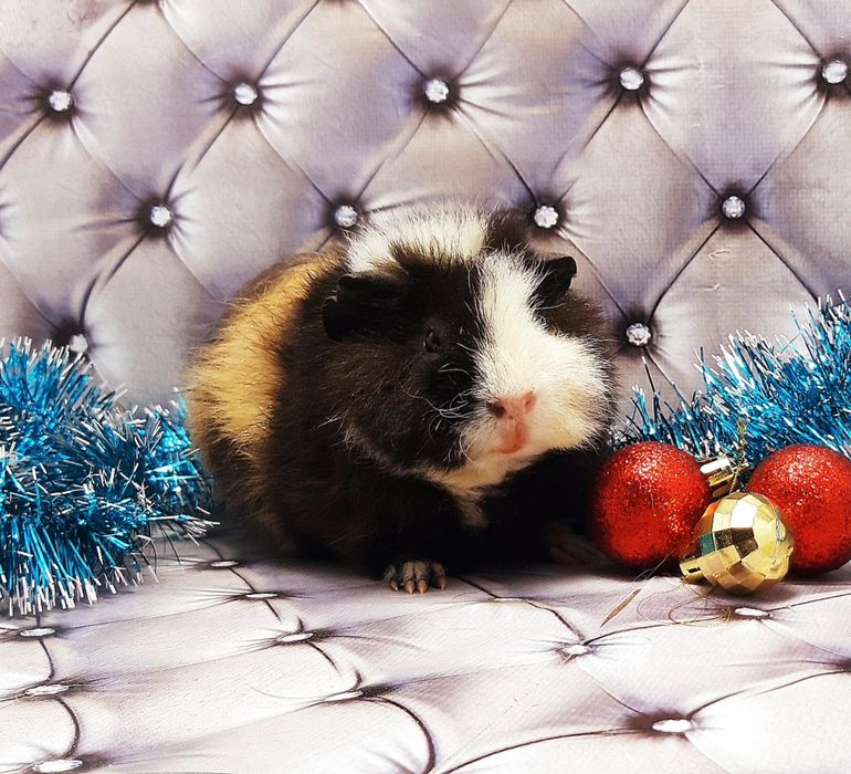 Морские свинки,морская свинка,морські свинки,морська свинка