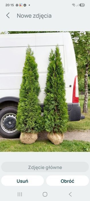 Tuja thuja tuje szmaragd