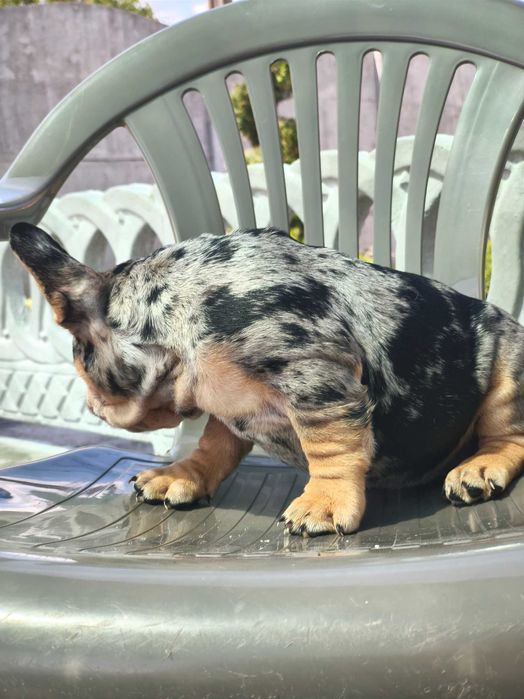 Мерле тан мальчик французского бульдога