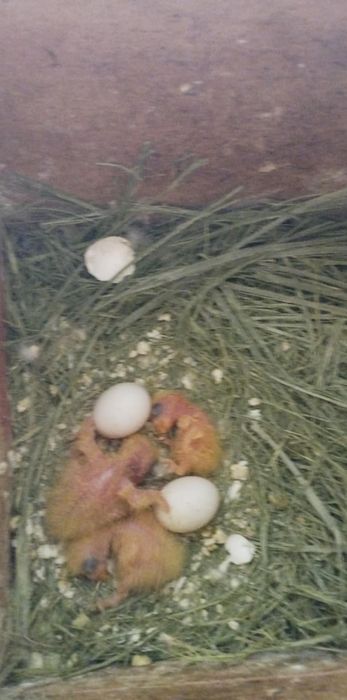 Roseicollis para criar á mão