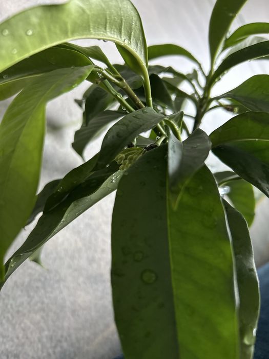 Hoya hoya multiflora