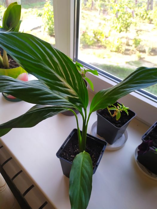 Продам королевские спатифиллумы