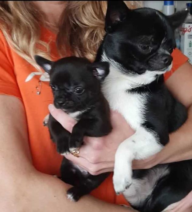 Chihuahua Macho  montar lop