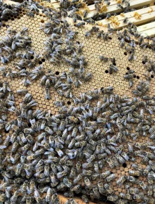Rodziny pszczele Krainka Buckfast sklenar