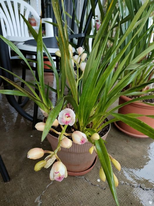 Vendo orquídeas de exterior