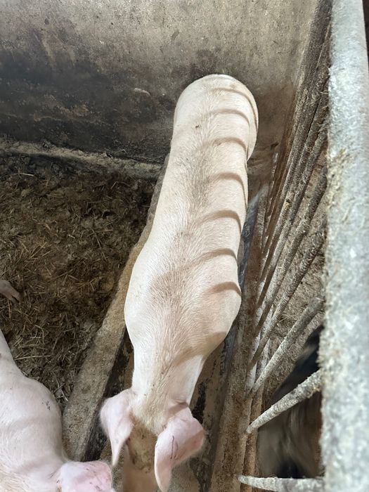 Prosiaki warchlaki Świnie