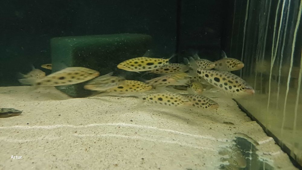 Hypomasticus megalepis SURINAME RaRYtaS