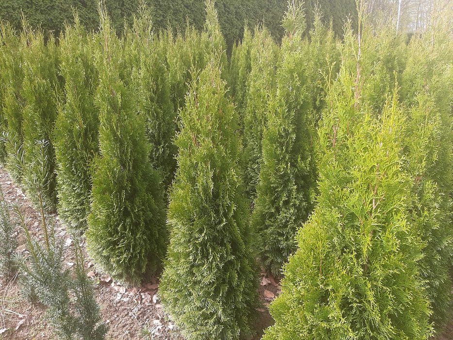 Tuja Szmaragd, Thuja Smaragd, żywotnik, żywopłot