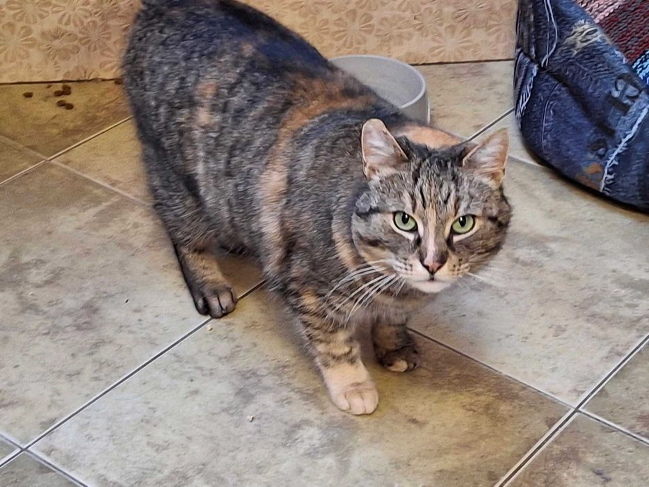 Śliczna kotka o zielonych oczach szuka domu