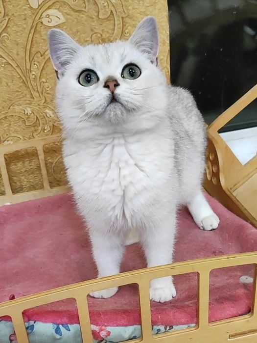 Мальчик серебристый шиншилла