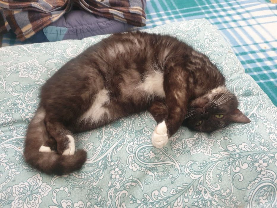Długowłosy kotek 5 lat w typie maine coon