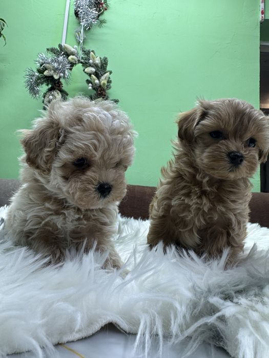 Очаровательные Мальтипу