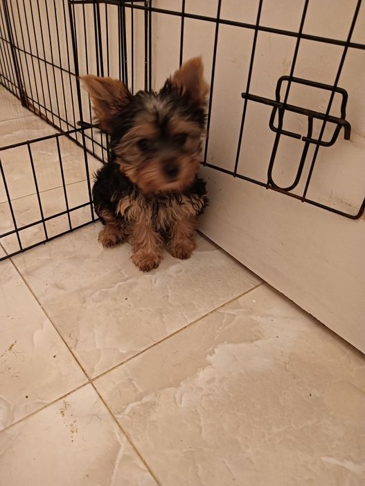 Yorkshire Terrier   fêmea