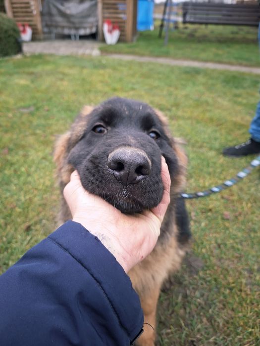 Suczka owczarek niemiecki