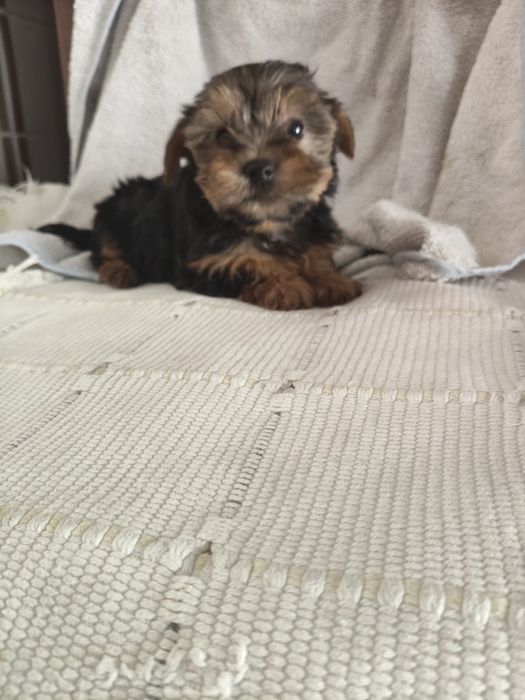 Yorkshire Terrier