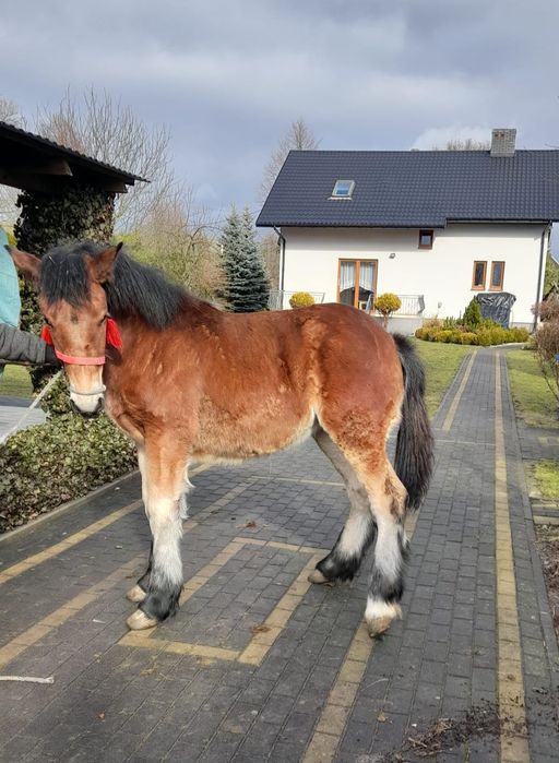 Klacz zimnokrwista 9 miesięcy