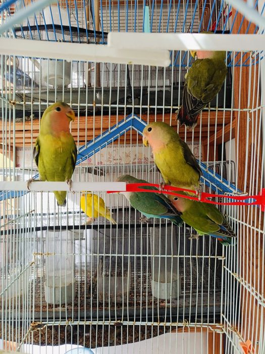 Rosicolis novos e casais