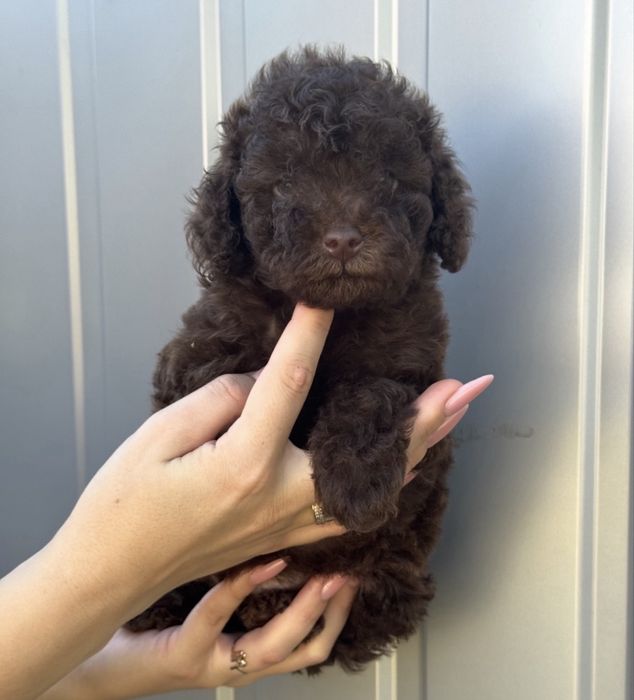 Той пудель шоколадна красуня