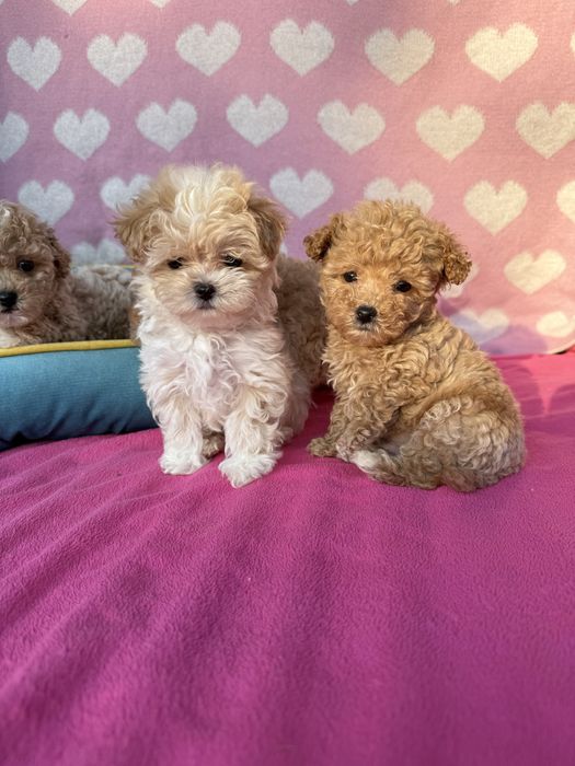 Шикарні породисті цуцики мальтипу