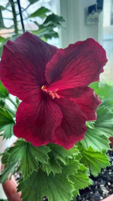 Пеларгония королевская