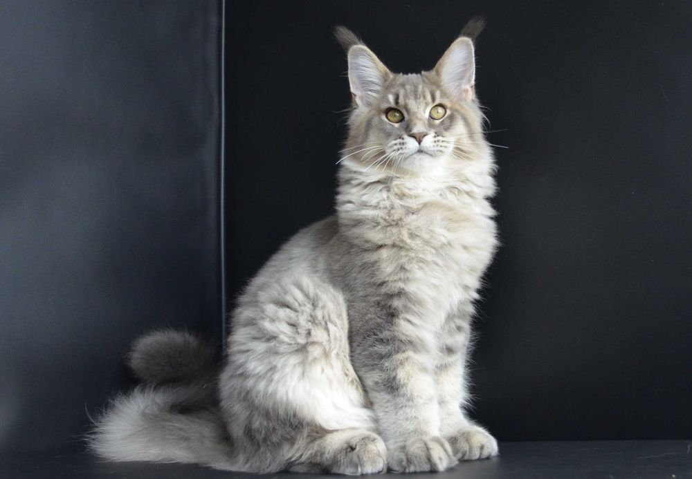 Мейн кун .Мальчик  Ramir  4,5 мес.